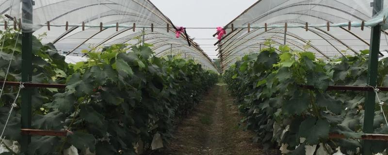 葡萄避雨栽培的优缺点，优点是可减少病害发生、缺点是容易导致枝蔓徒长