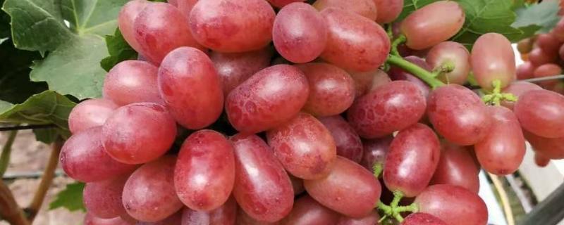 克伦生葡萄的优缺点，保存时间长但栽培成本大