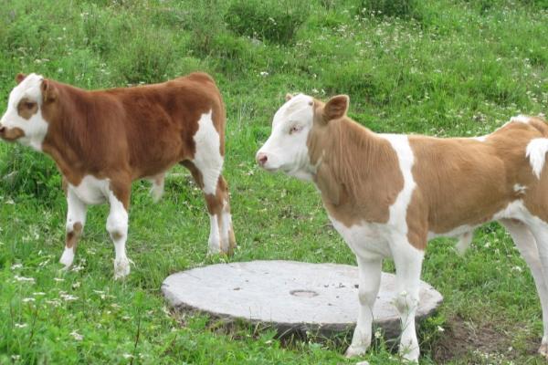 养牛犊子一般从几龄开始，专业养殖场建议选择2-3月龄的牛犊