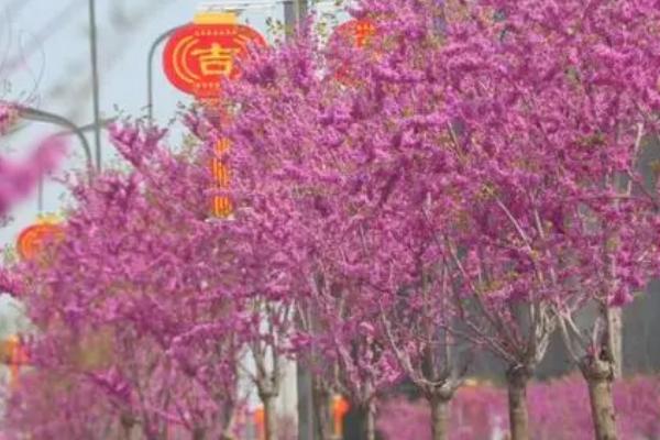 种植什么苗木前景好，根据市场需求来选择