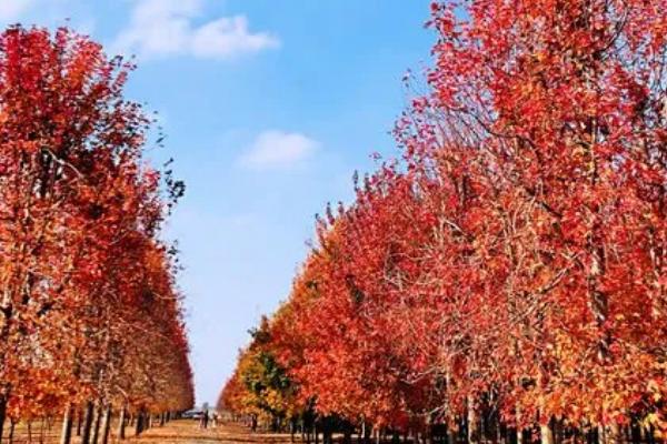 种植什么苗木前景好，根据市场需求来选择