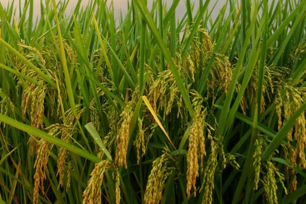 水稻有哪几个生长时期，可分为乳熟期、蜡熟期、完熟期、枯熟期这4个时期