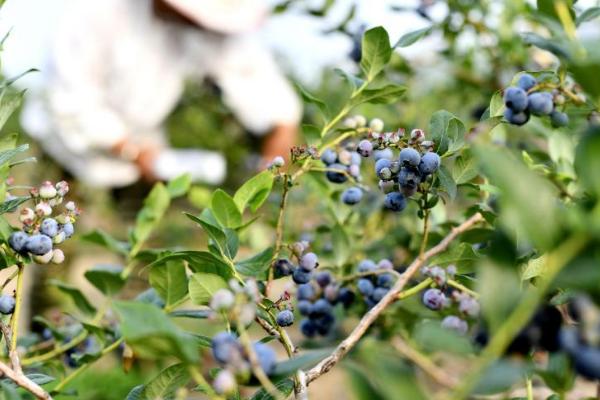 蓝莓亩产多少斤，通常为1500斤左右/亩