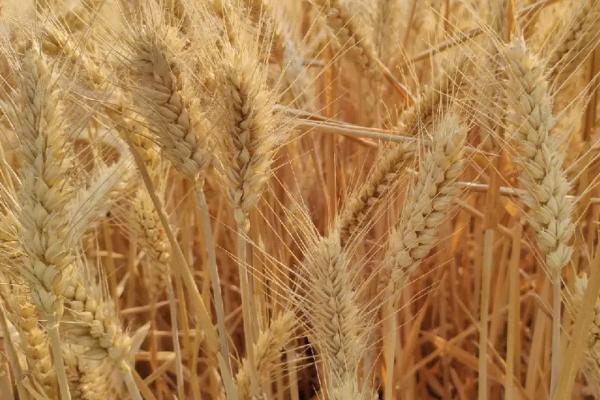 存麦16号小麦种植要点，在10月上中旬进行播种