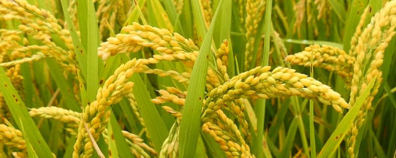 育龙63水稻种子介绍，普通粳稻品种