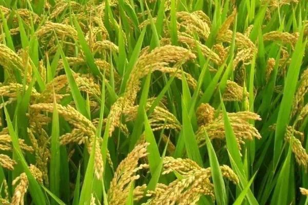 龙粳1734水稻品种的特性，该品种主茎9片叶