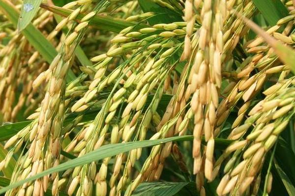 育龙52水稻种简介，香稻品种