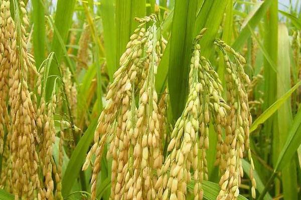 龙粳1734水稻品种的特性，该品种主茎9片叶