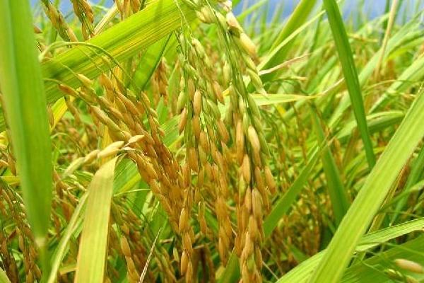 浙禾香2号水稻种子特征特性，粳型常规水稻品种