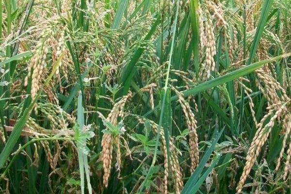 浙禾香2号水稻种子特征特性，粳型常规水稻品种