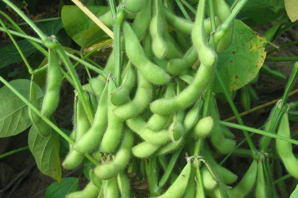 交大35大豆种子介绍，鲜食大豆春播品种