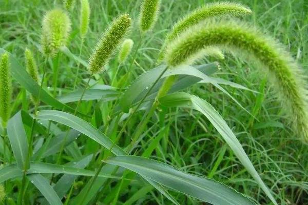 淮麦66小麦种子介绍，中抗黄花叶病