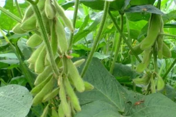 南农54大豆品种简介，一般6月上中旬播种