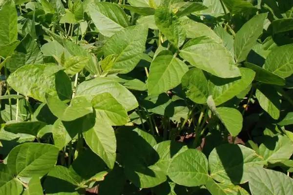 南农54大豆品种简介，一般6月上中旬播种