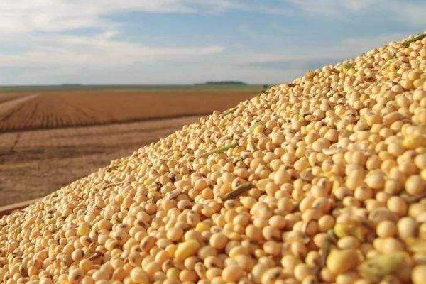 南农418大豆品种的特性，对播种质量要求较高