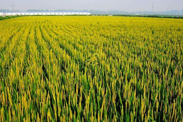 南粳5758水稻种子简介，每亩栽插1.7万~1.9万穴