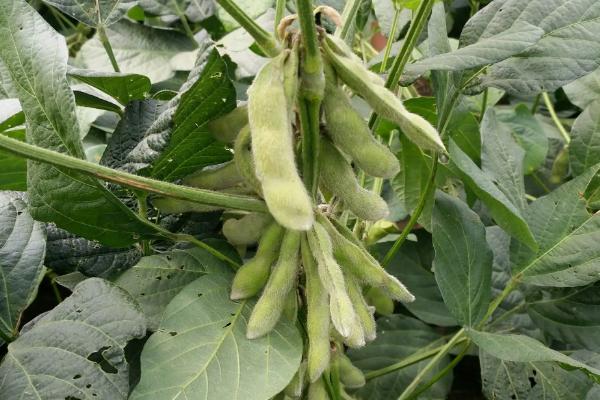 淮豆18大豆种子简介，注意点蜂缘蝽等病虫害防治