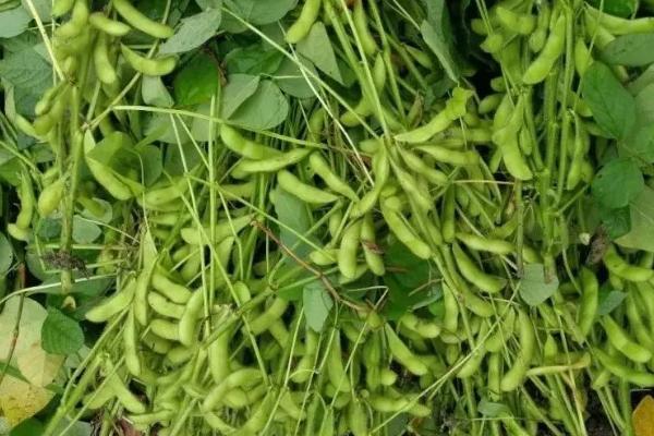南农418大豆品种的特性，对播种质量要求较高