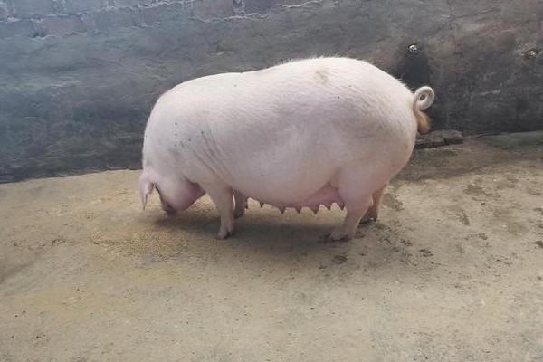 母猪的饲养方法，初产母猪妊娠初期以青粗饲料为主