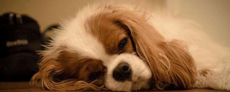 狗狗干咳的原因，可能是喉咙卡有异物或呼吸系统疾病