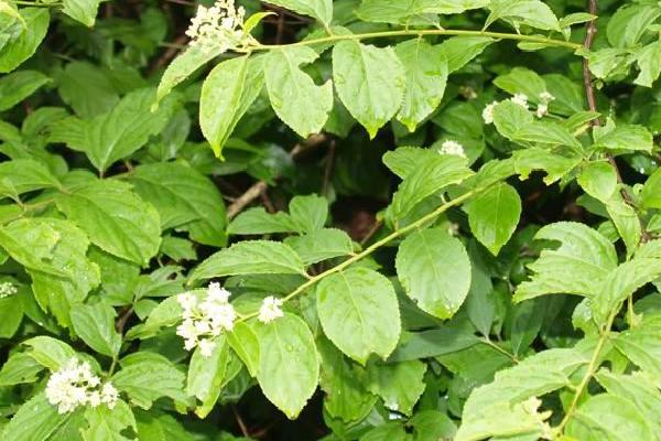 雷公藤简介，是攀援藤本植物