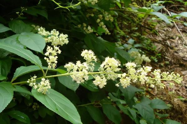 雷公藤简介，是攀援藤本植物