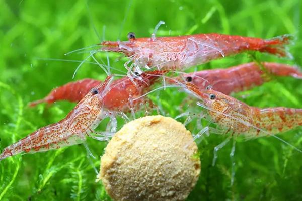 观赏虾如何繁殖，首先要确保水质好