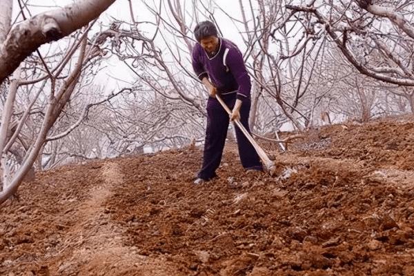 果园土壤板结怎么改善，可隔行挖沟深翻