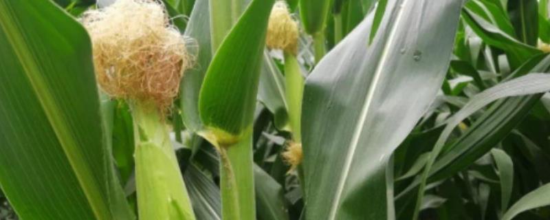 航研8077玉米种子特征特性，适宜种植密度4500株/亩
