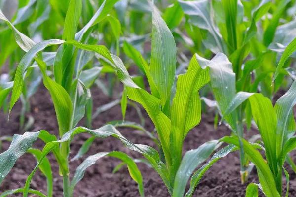玉农76玉米品种简介，4月下旬至5月上旬播种