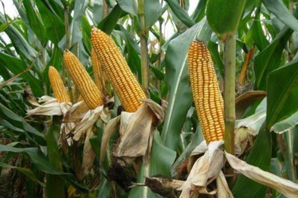 玉农76玉米品种简介，4月下旬至5月上旬播种