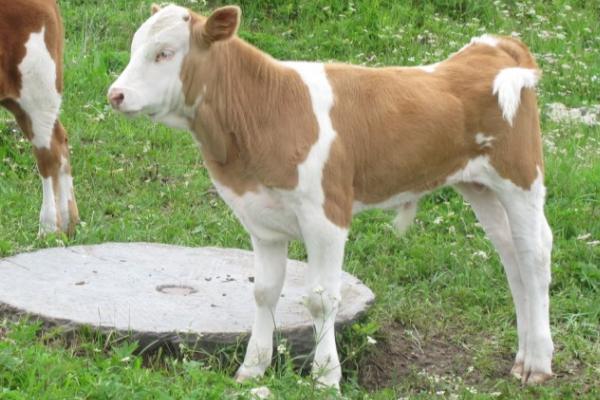 牛犊三个月能长多大，体重大约在170斤左右