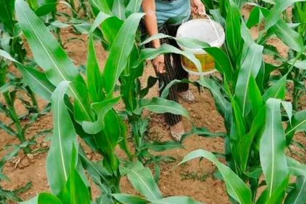 夏玉米中后期如何追施肥料，要施好拔节肥、施足水孕穗肥等