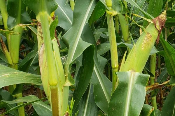金玉缘1573玉米品种简介，注意病虫害防治