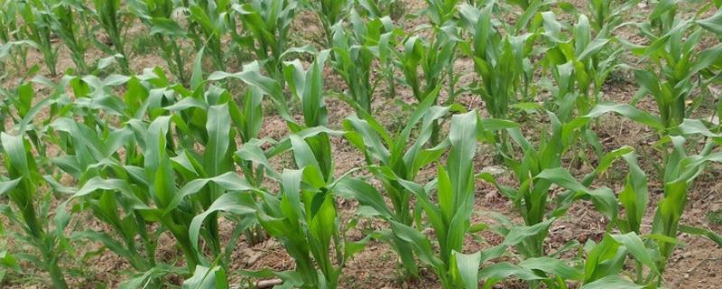 冠穗788玉米种子简介，夏播适宜在5月底前播种