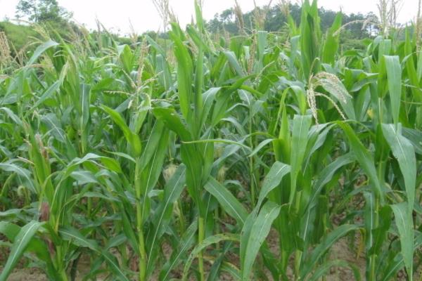 奎玉168玉米种子介绍，种植密度建议4000株/亩