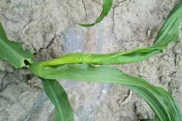 鲁玉17玉米种简介，播种时注意防治地下害虫