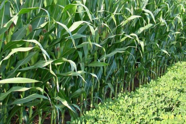 滇砚150玉米种子特征特性，注意防治地下害虫和杂草