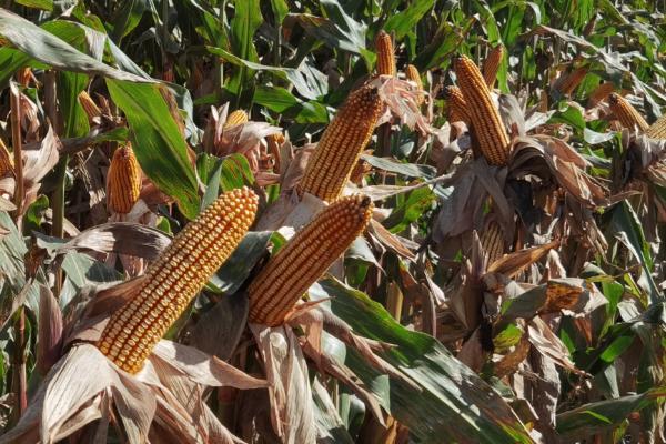 禾白919玉米种子特征特性，夏播适宜在5月中旬前播种