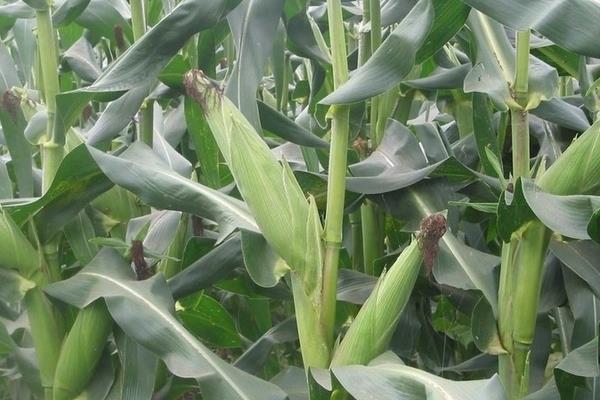 云海2101玉米品种的特性，纹枯病高发区域应及时施药防治