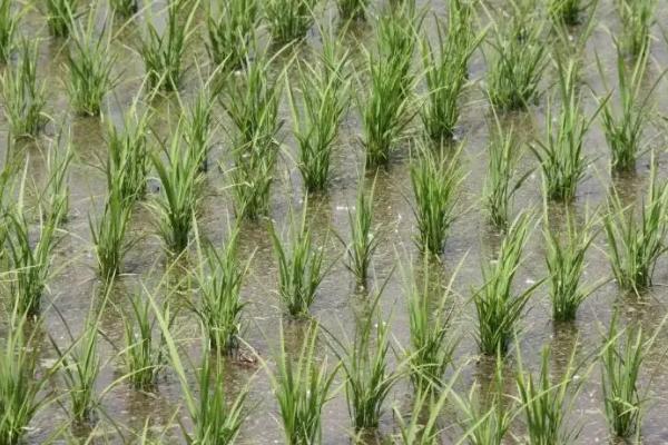 凤稻33号水稻种子特点，播种前种子处理