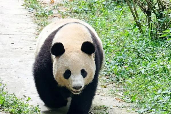 熊猫名称的来历，是由于参观者的误读误传而得名的