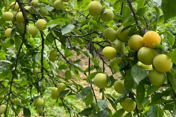 蜂糖李什么时候成熟，7月左右全面上市