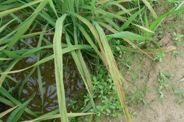 水稻黄叶的原因及防治方法，可能是中毒、缺氮或除草剂药害等