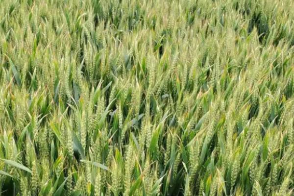 良星89小麦品种简介，全生育期231天
