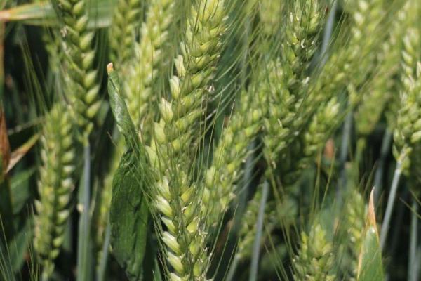 百农418小麦品种简介，全生育期229.9天