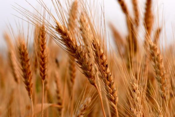 良星89小麦品种简介，全生育期231天