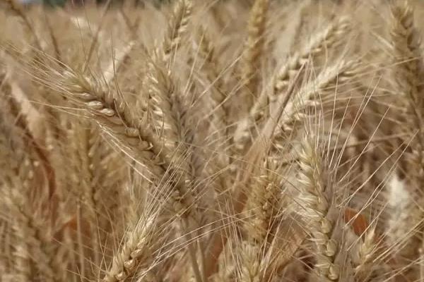 圣麦108小麦品种简介，适宜播期10月上中旬
