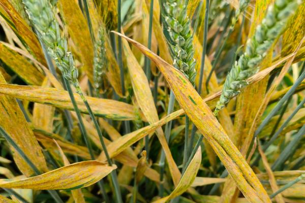 新植9号小麦品种简介，适宜播期10月上中旬