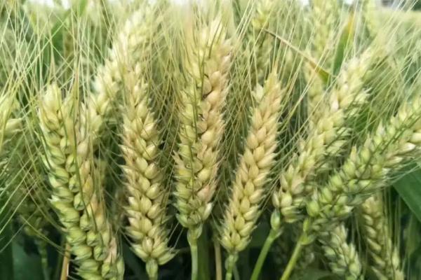 圣麦108小麦品种简介，适宜播期10月上中旬